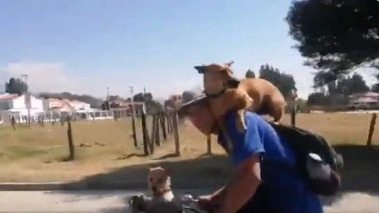 Dos perros con un ciclista. Dos perros con un ciclista.