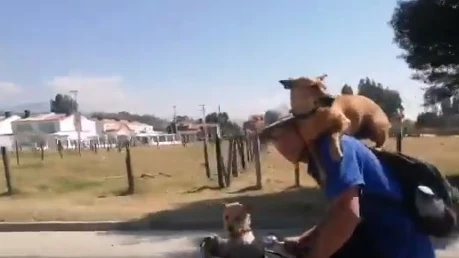 Dos perros con un ciclista.