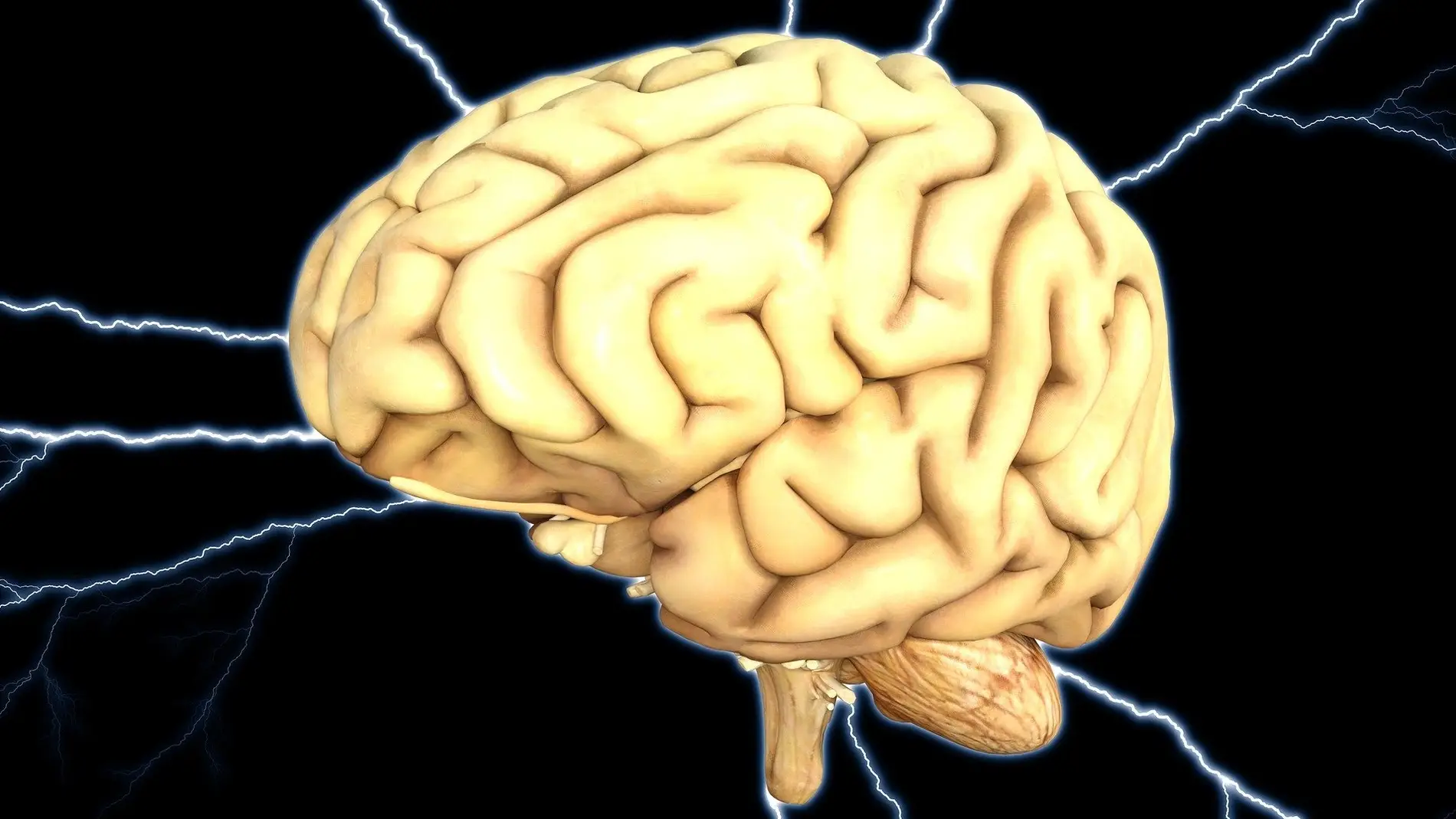 Esta area cerebral tiene una funcion especial en el estado de conciencia
