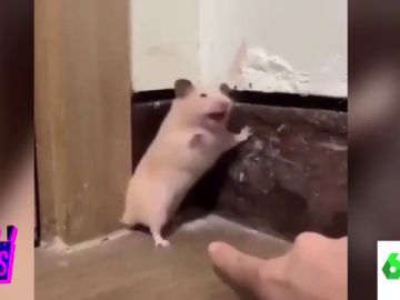 El susto de un hamster El susto de un hamster