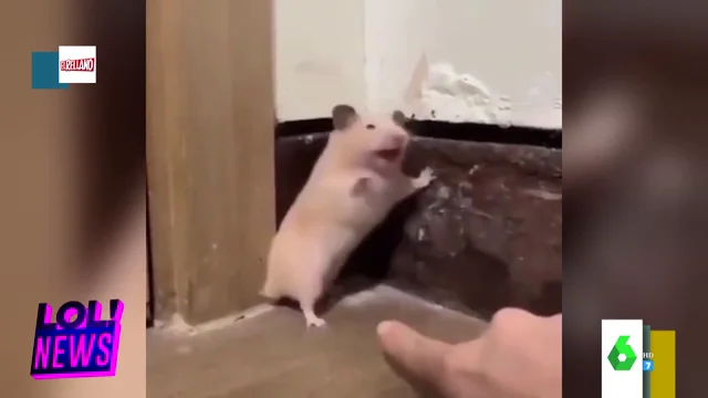 El susto de un hamster