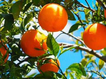 Imagen de archivo de naranjas. Imagen de archivo de naranjas.