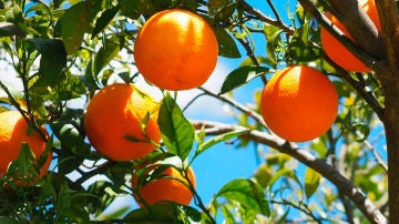 Un naranjo repleto de naranjas