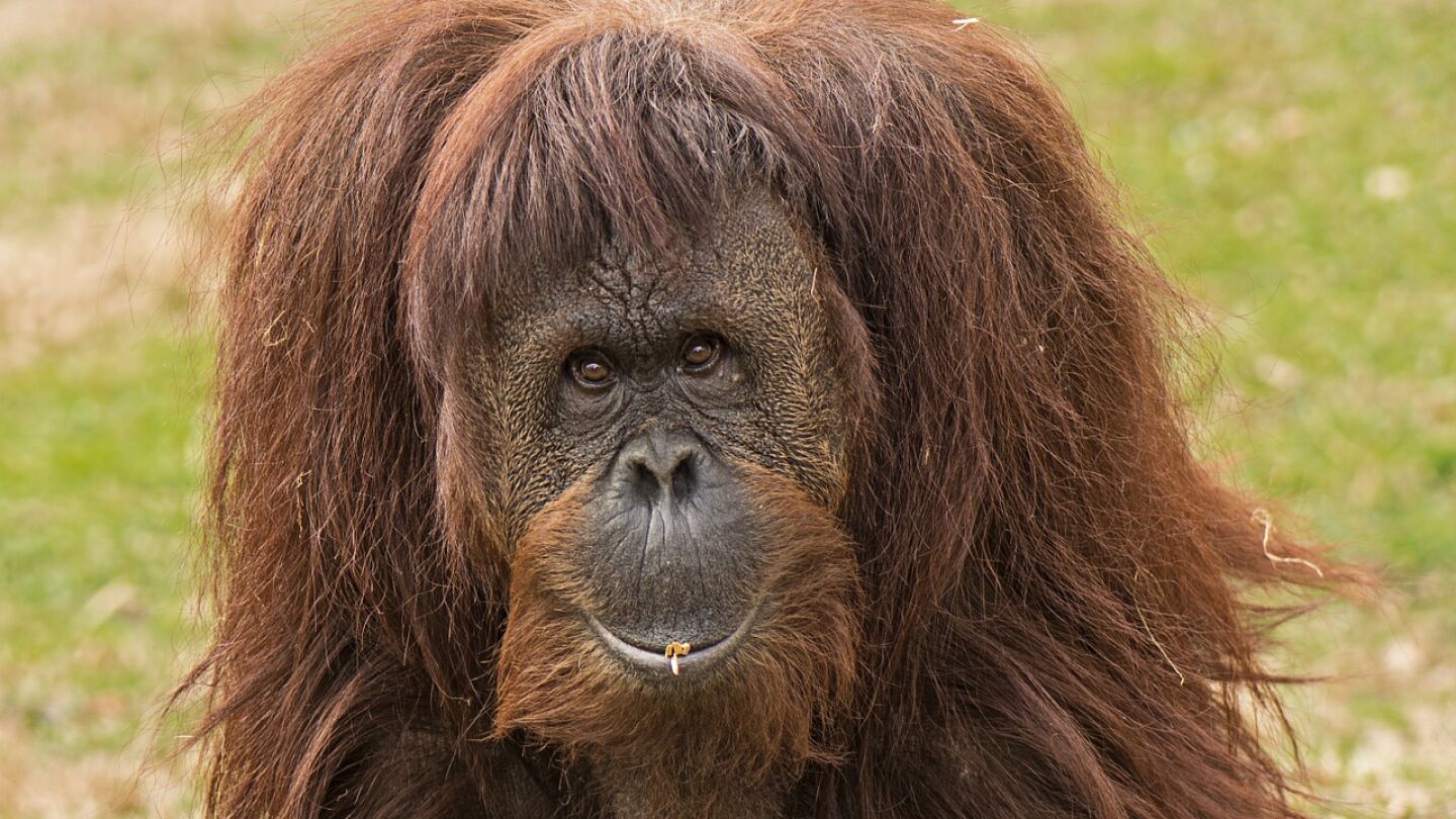 Foto de Archivo de un orangut&aacute;n 