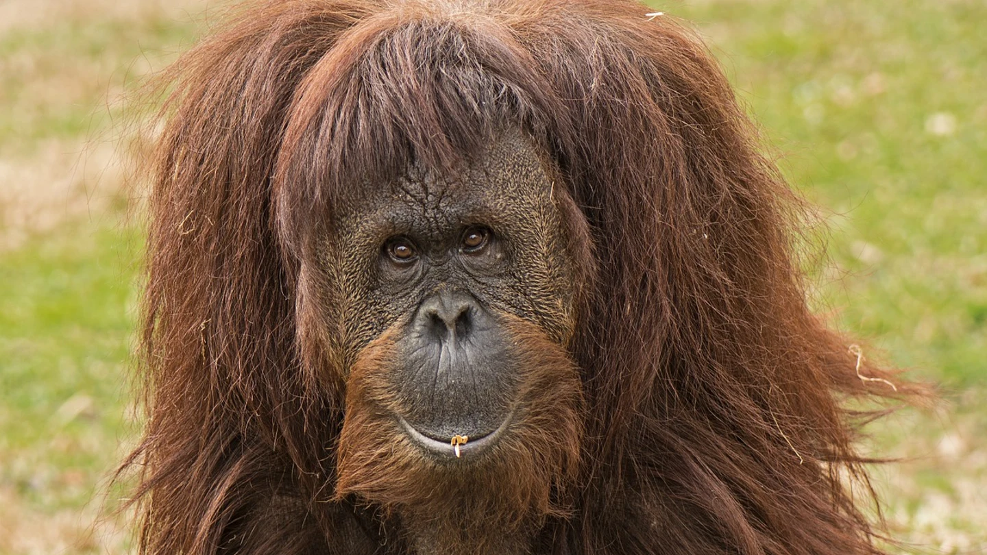 Foto de Archivo de un orangután Foto de Archivo de un orangután