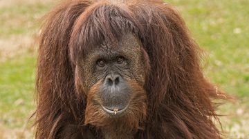 Foto de Archivo de un orangután 