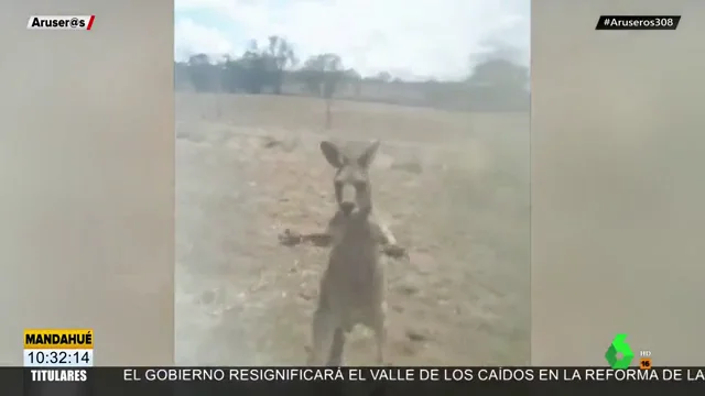 Un canguro "se rebela" e intenta robarle la bici a un ciclista