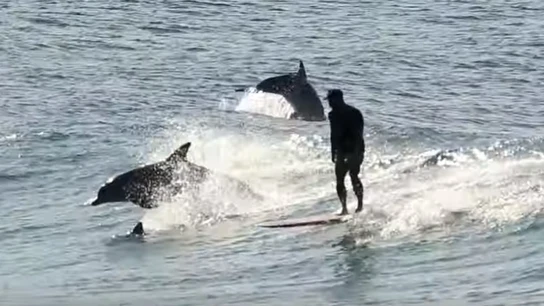 Surfista con varios delfines. Surfista con varios delfines.