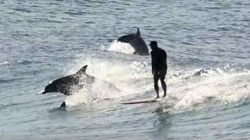 Surfista con varios delfines.