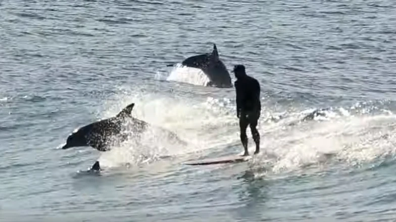 Surfista con varios delfines.