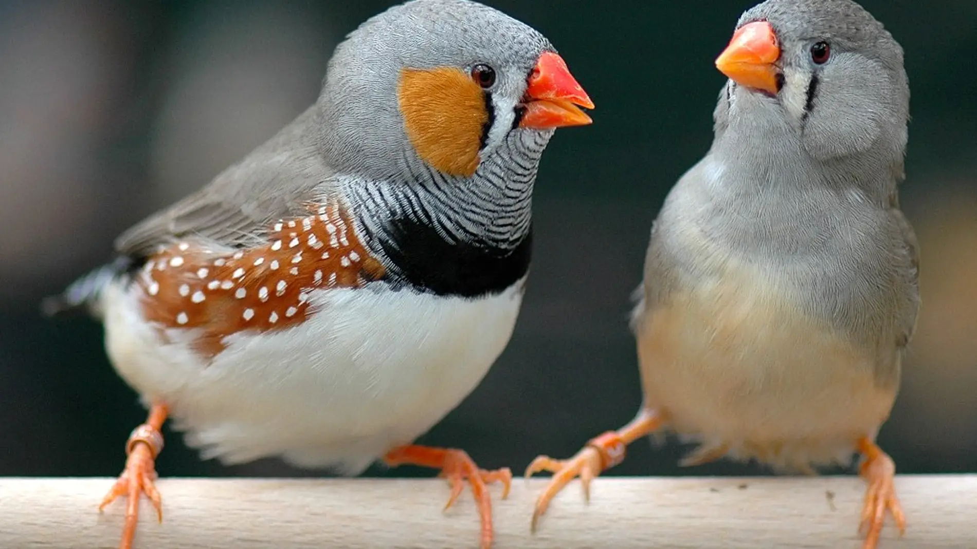 Pájaros cantores