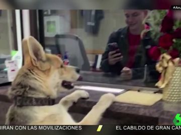 Chico, el divertido perro que se hace viral por presentarse en comisaría para "denunciar su propia desaparición" Chico, el divertido perro que se hace viral por presentarse en comisaría para "denunciar su propia desaparición"