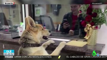 Chico, el divertido perro que se hace viral por presentarse en comisaría para "denunciar su propia desaparición"