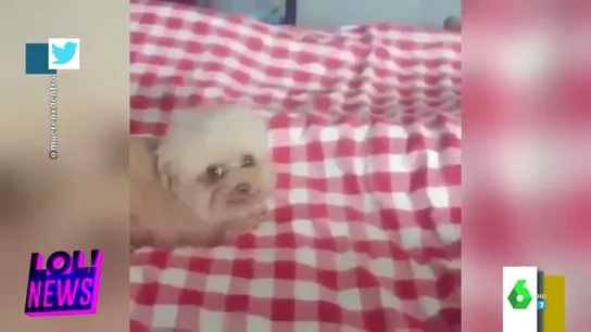 perro perro