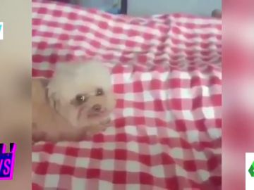 perro perro