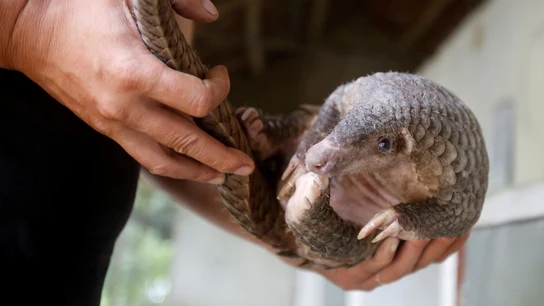 pangolin pangolin
