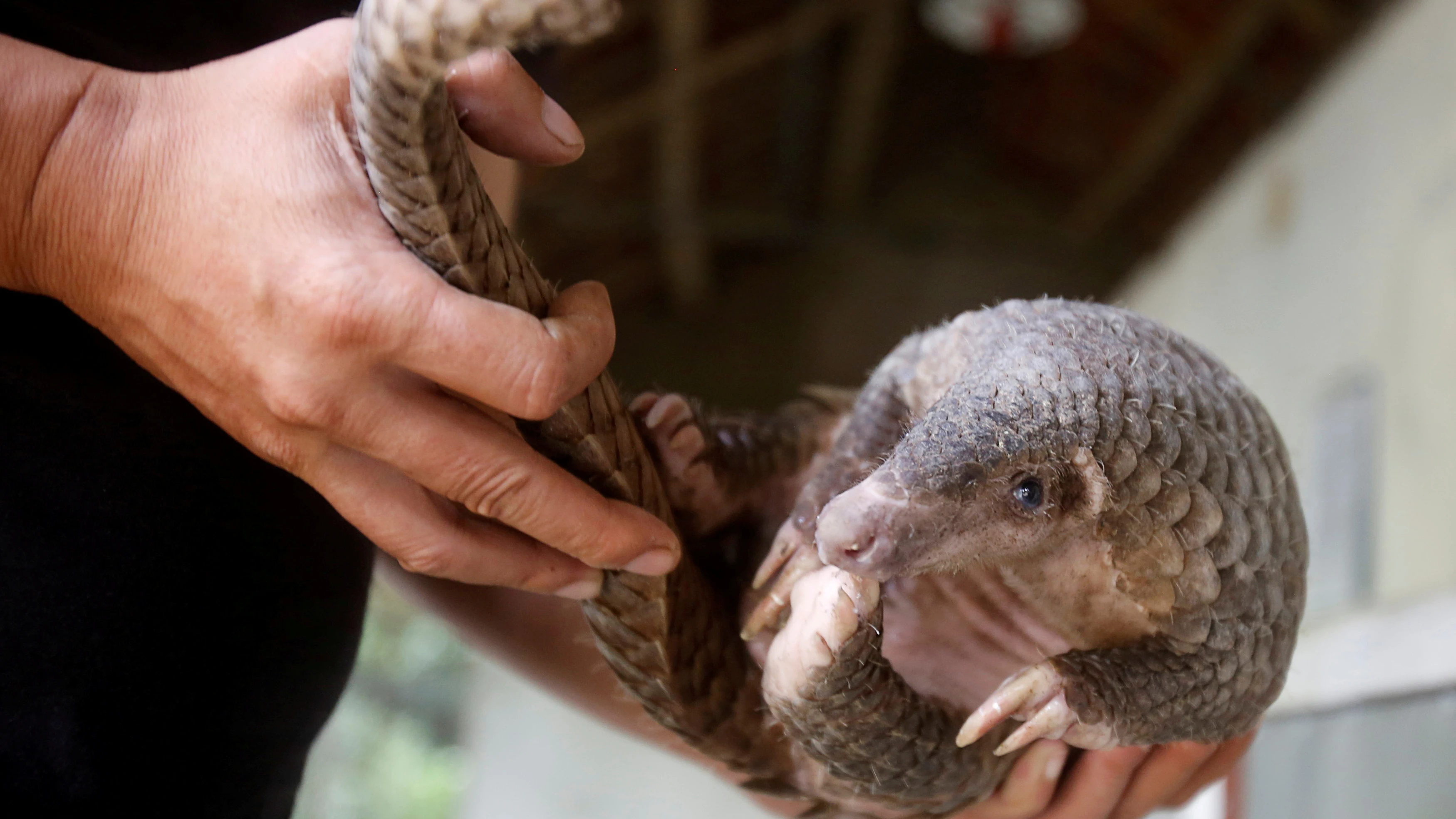 pangolin pangolin
