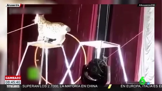 El salvaje ataque de un lince a su domador en pleno espectáculo de circo El salvaje ataque de un lince a su domador en pleno espectáculo de circo