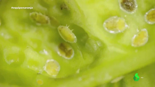 El letal insecto que amenaza las plantaciones de naranjas de Europa El letal insecto que amenaza las plantaciones de naranjas de Europa