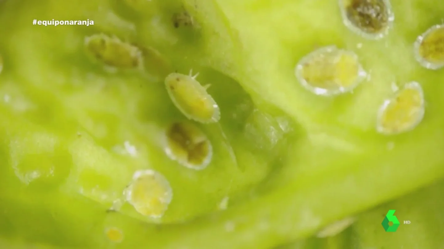 El letal insecto que amenaza las plantaciones de naranjas de Europa El letal insecto que amenaza las plantaciones de naranjas de Europa