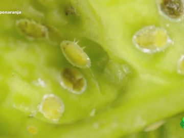 El letal insecto que amenaza las plantaciones de naranjas de Europa El letal insecto que amenaza las plantaciones de naranjas de Europa