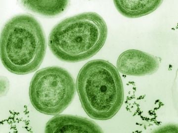No solo de fotosintesis viven las cianobacterias marinas