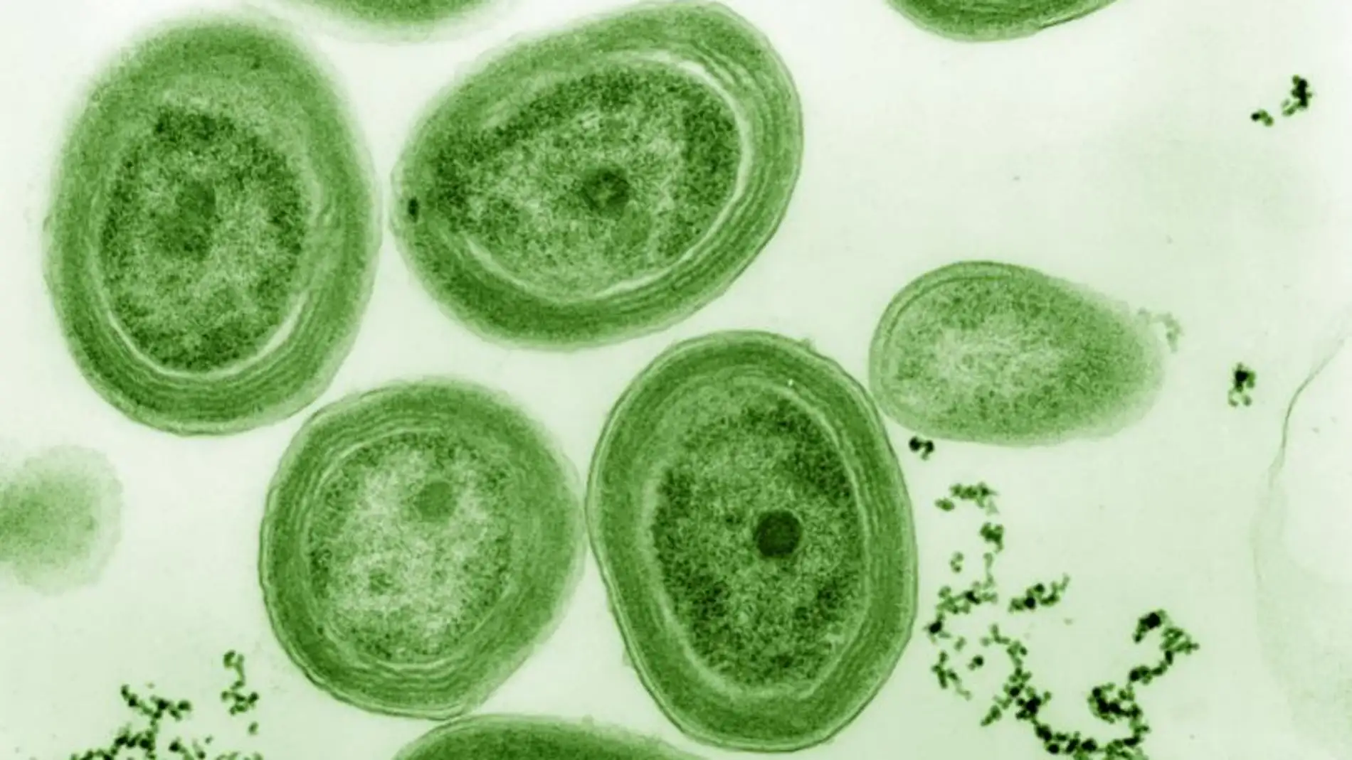 No solo de fotosintesis viven las cianobacterias marinas