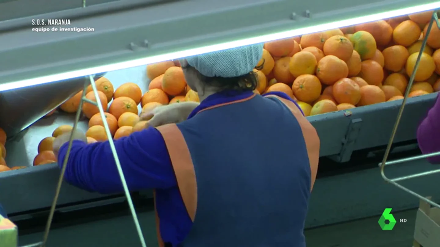 Del campo al consumidor: el camino de las naranjas hasta llegar a un supermercado Del campo al consumidor: el camino de las naranjas hasta llegar a un supermercado