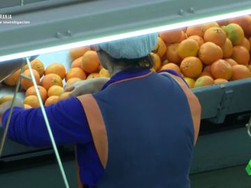 Del campo al consumidor: el camino de las naranjas hasta llegar a un supermercado Del campo al consumidor: el camino de las naranjas hasta llegar a un supermercado