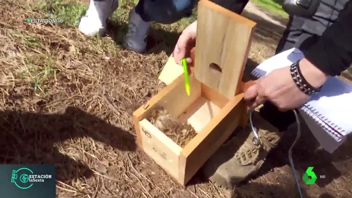 Madrid instala más de 1.000 cajas en los árboles para ayudar a varias especies de pájaros a nidificar