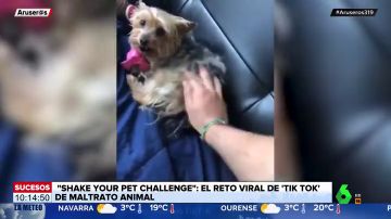 'Shake your pet challenge': el nuevo reto viral de Tik Tok que enciende las alarmas del maltrato animal