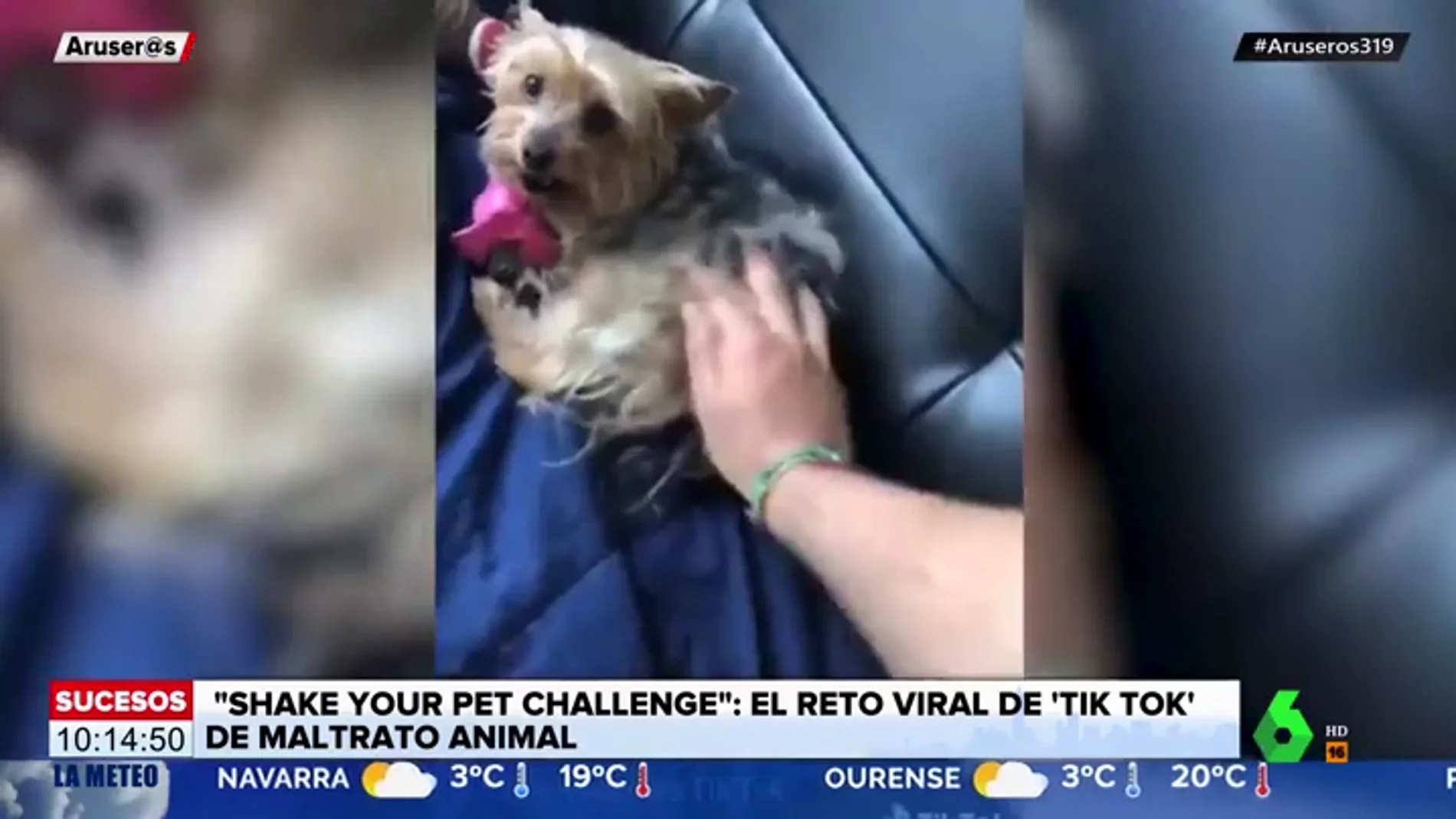 'Shake your pet challenge': el nuevo reto viral de Tik Tok que enciende las alarmas del maltrato animal