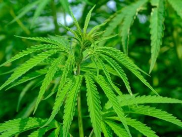 Planta de cannabis Planta de cannabis