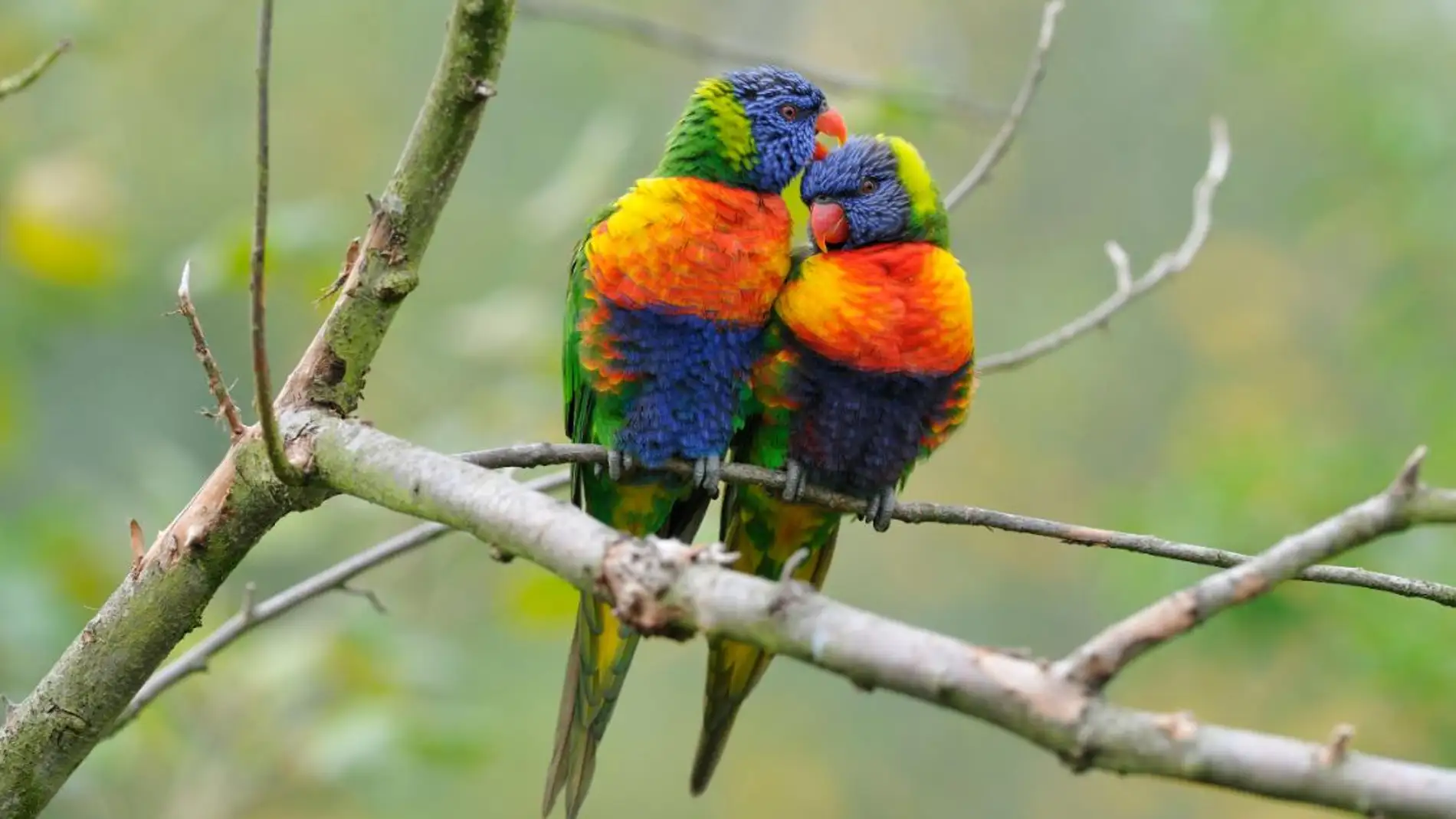 Asi evoluciono el plumaje multicolor del loro arcoiris