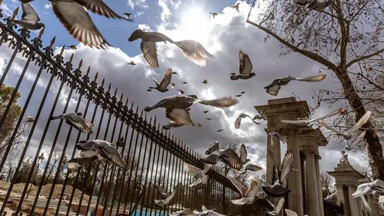 Varias palomas alzan el vuelo sobre la valla del parque del Retiro Varias palomas alzan el vuelo sobre la valla del parque del Retiro