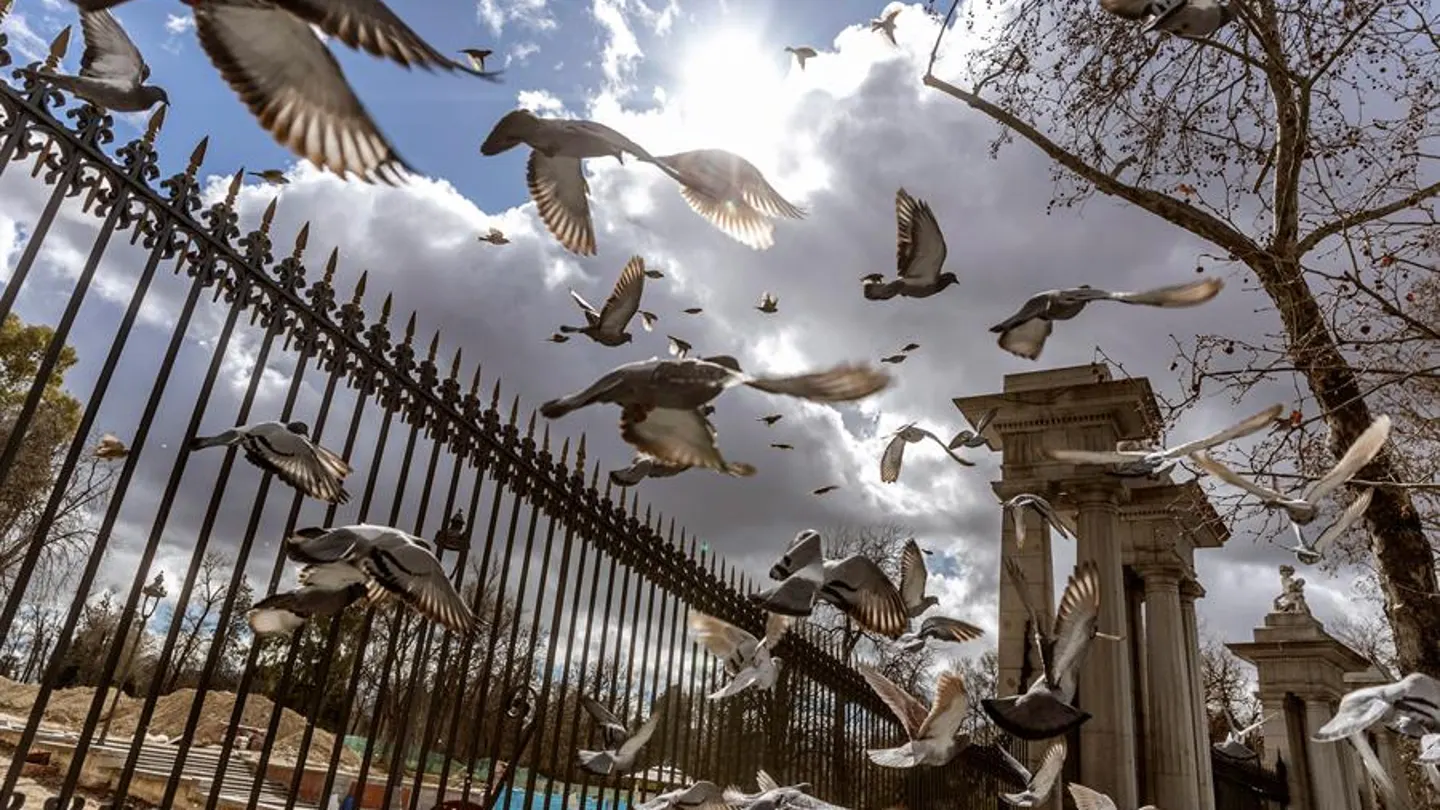 Varias palomas alzan el vuelo sobre la valla del parque del Retiro Varias palomas alzan el vuelo sobre la valla del parque del Retiro