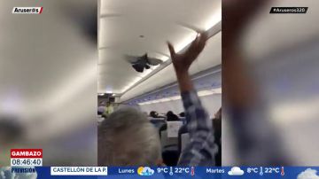 Unos pasajeros se quedan atónitos al ver cómo dos palomas se cuelan en el interior de su avión