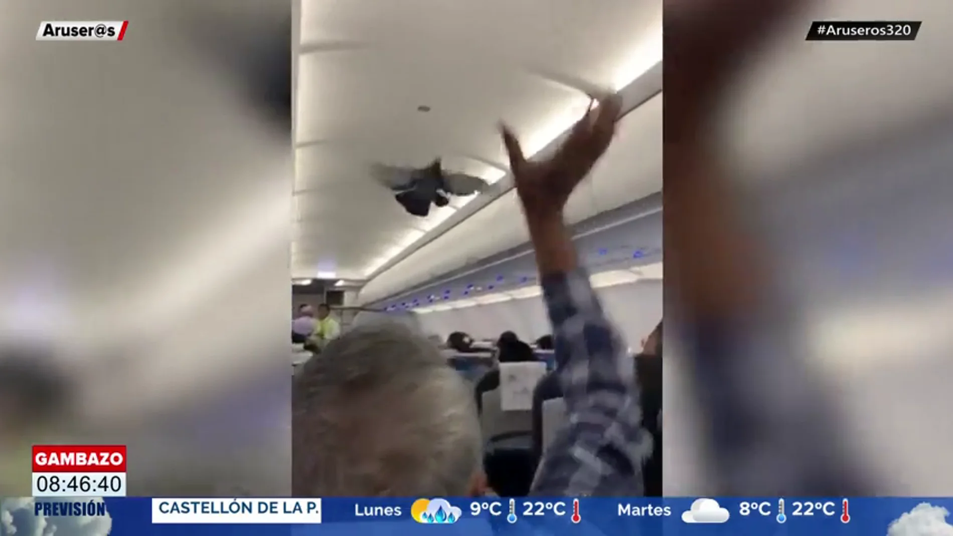 Unos pasajeros se quedan atónitos al ver cómo dos palomas se cuelan en el interior de su avión