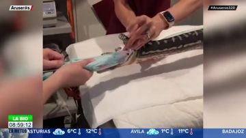 El vídeo viral en el que extraen una toalla de playa del estómago de una serpiente pitón