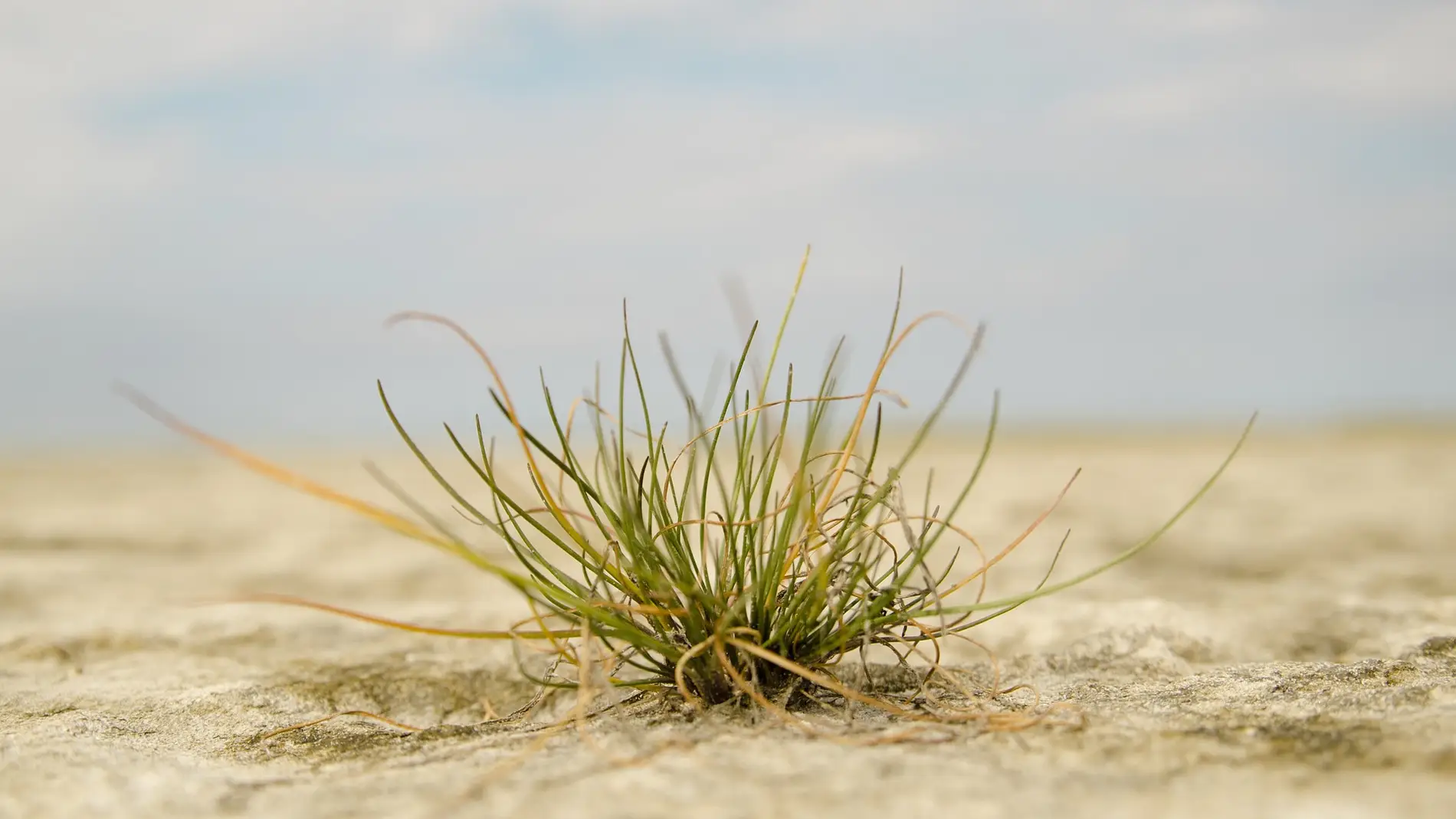 Como se adaptan las plantas a condiciones de cambio climatico