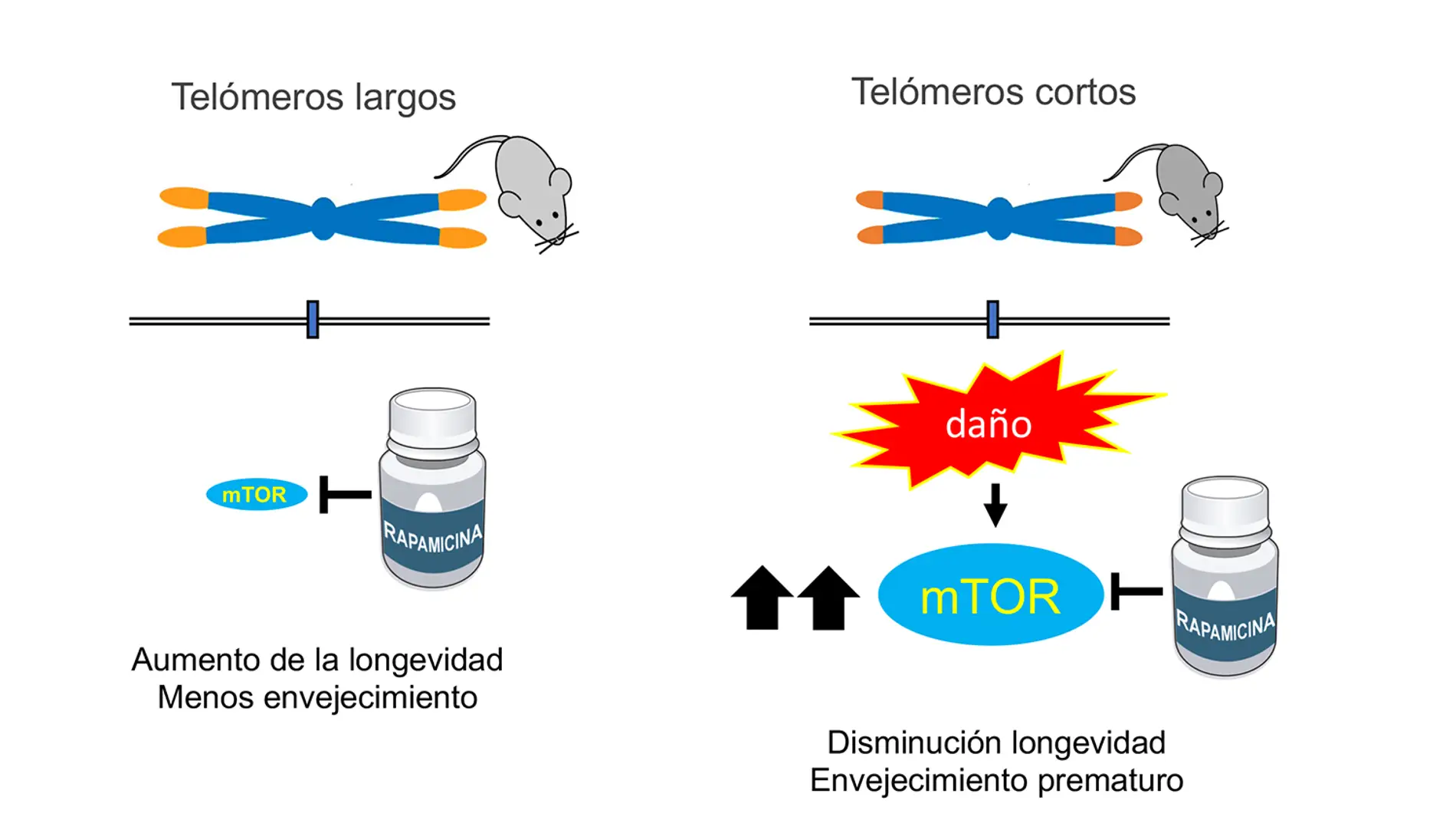 ruta de mTOR