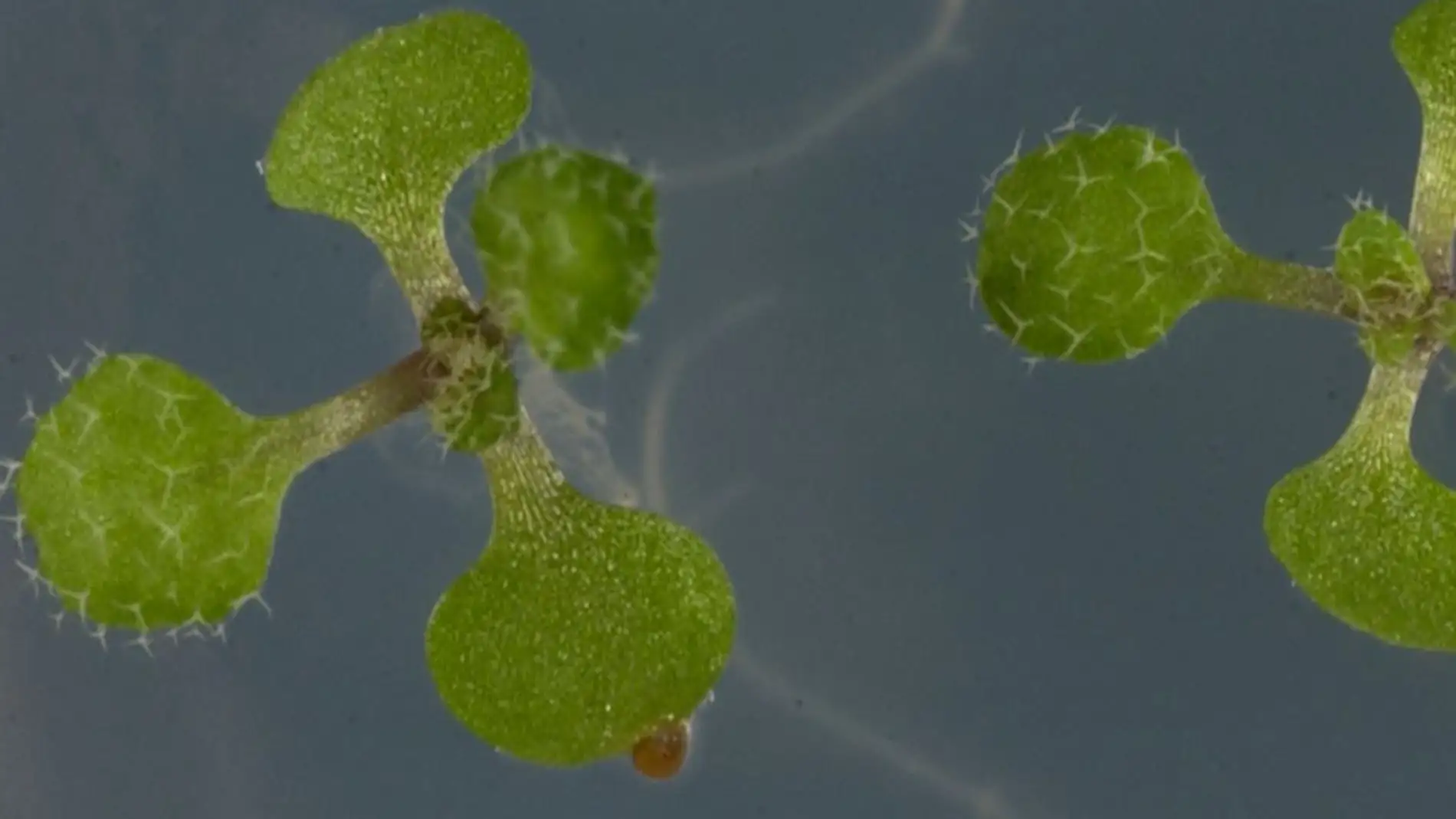 Identificado un nuevo mecanismo que regula la respuesta inmune en plantas