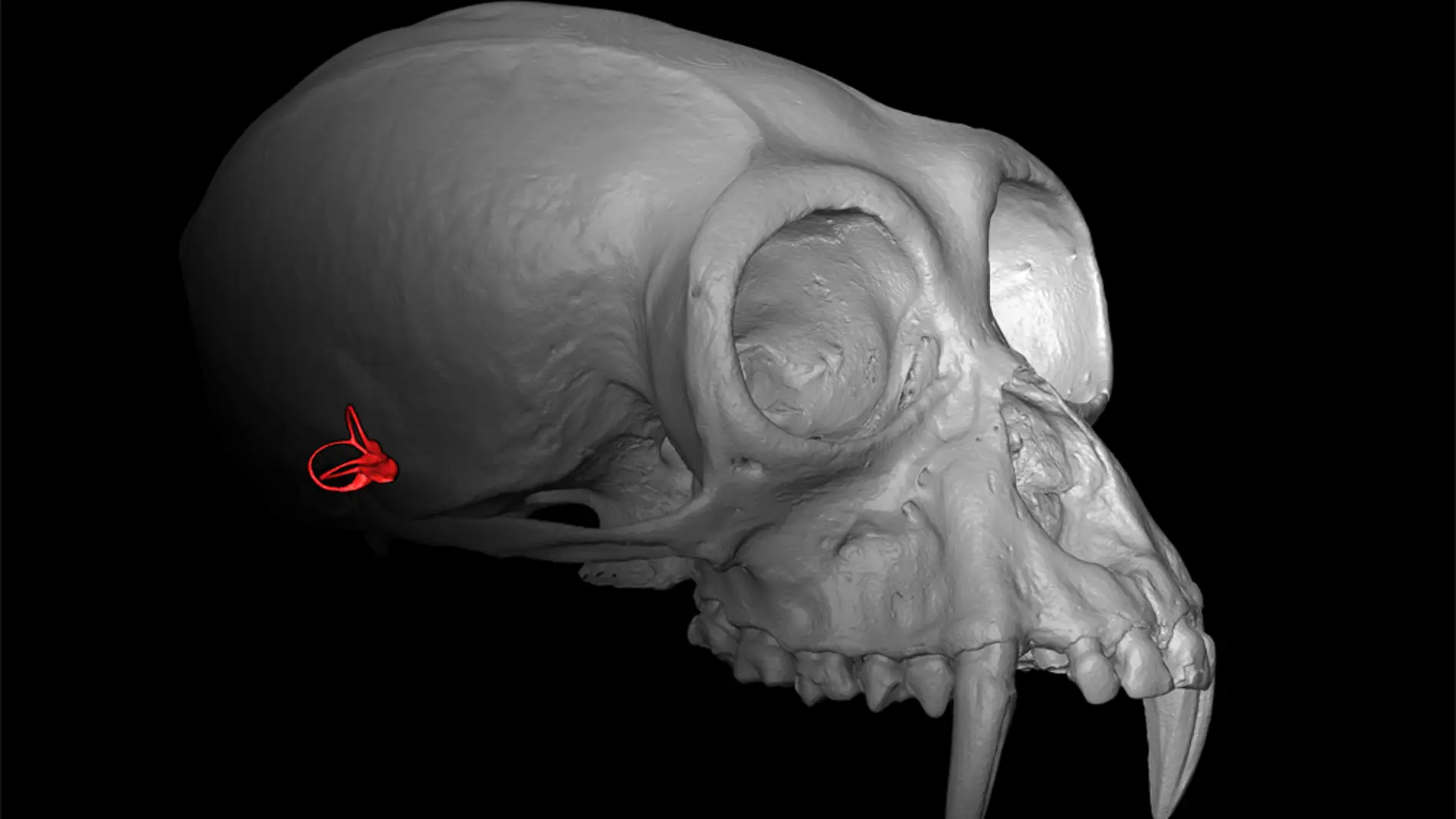 Lo que esconde el oido interno sobre el parentesco entre simios y humanos