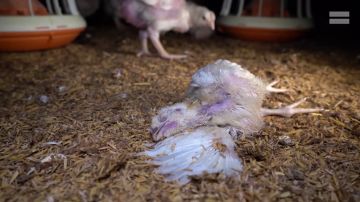 El vídeo del horror en varias granjas de pollos españolas: malformaciones, fracturas y hacinamiento