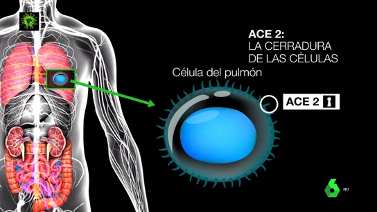 Así actúa el coronavirus en el interior del cuerpo humano: la explicación científica de la enfermedad Así actúa el coronavirus en el interior del cuerpo humano: la explicación científica de la enfermedad