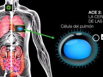 Así actúa el coronavirus en el interior del cuerpo humano: la explicación científica de la enfermedad Así actúa el coronavirus en el interior del cuerpo humano: la explicación científica de la enfermedad