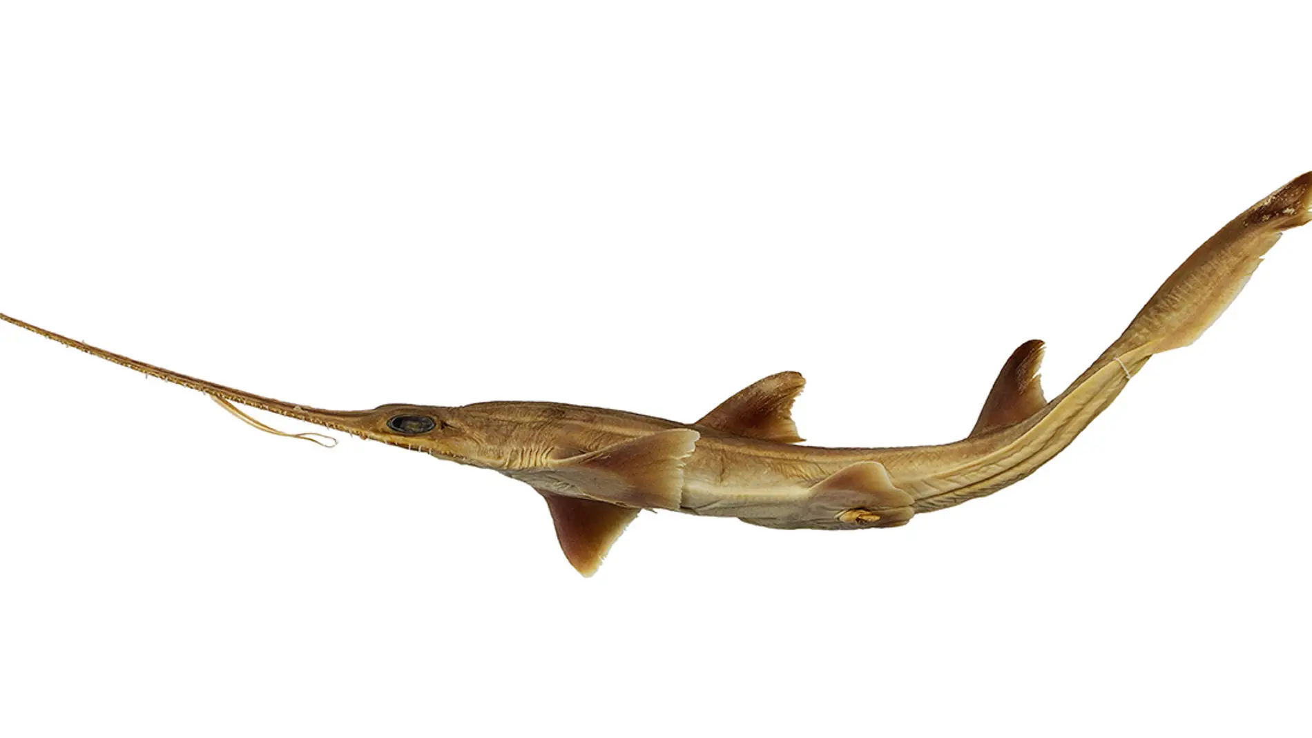 Dos nuevas especies de tiburon sierra de seis branquias aparecen en el oceano Indico