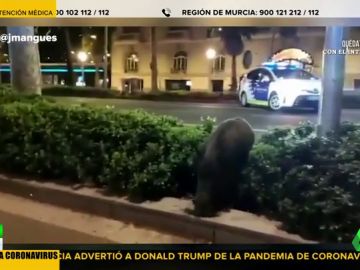 Pavos reales, jabalíes y cabras paseando por las calles, la consecuencia del confinamiento por coronavirus en España Pavos reales, jabalíes y cabras paseando por las calles, la consecuencia del confinamiento por coronavirus en España