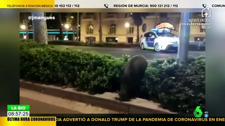 Pavos reales, jabalíes y cabras paseando por las calles, la consecuencia del confinamiento por coronavirus en España