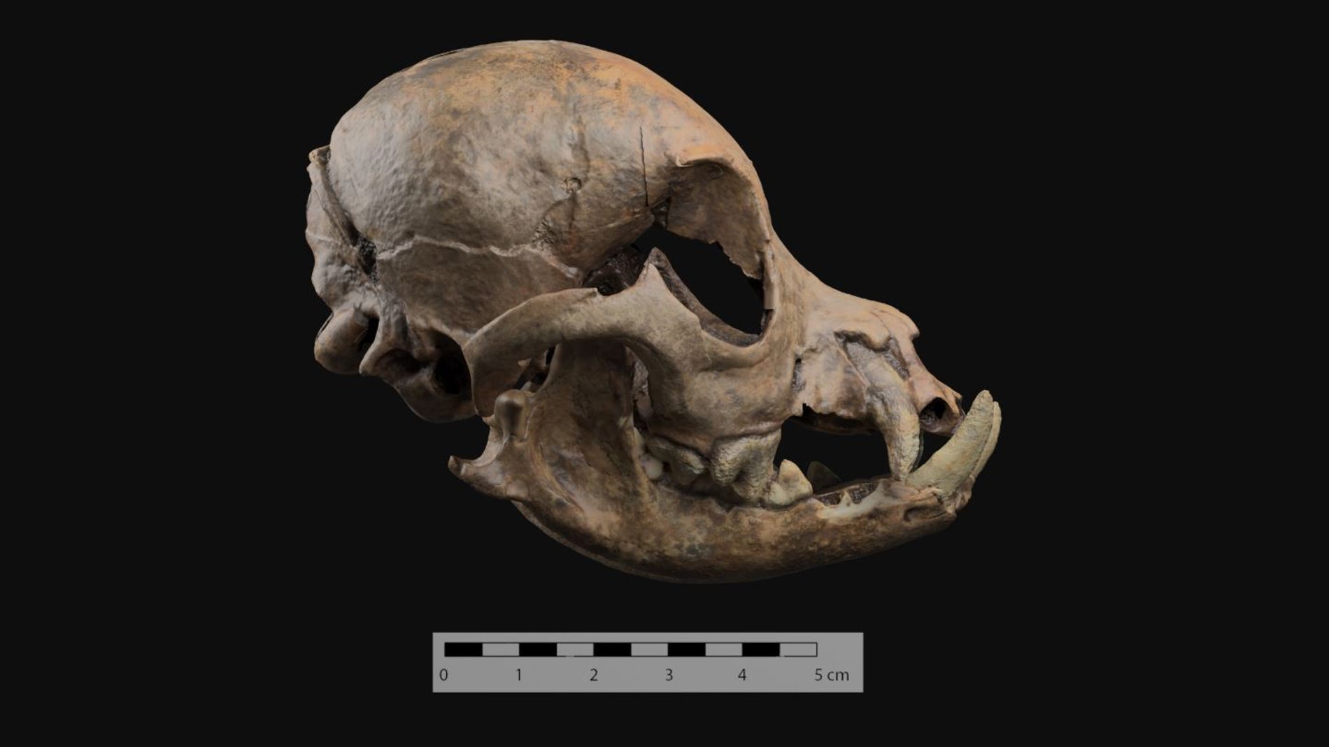 Cráneo redondeado del perro romano